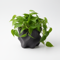 FORMA Charcoal planta frondosa