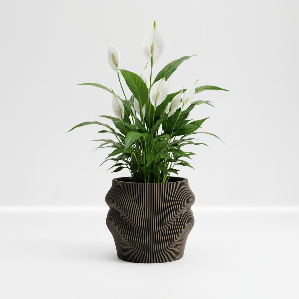 Mediana charcoal peace lily