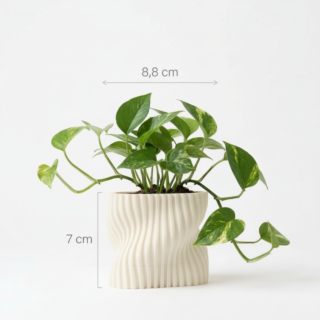 ONDA Ivory White pothos